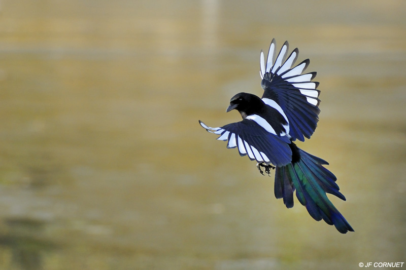 Urraca parlanchina en vuelo con alas extendidas y plumaje negro, blanco y verde iridiscente